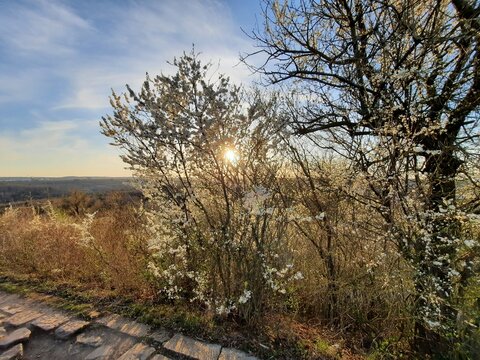 sunlit flower bush at spring