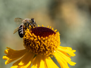Close up of leafcutter bee collecting pollen from an yellow flower