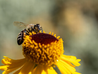 Close up of leafcutter bee collecting pollen from an yellow flower