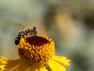 Close up of leafcutter bee collecting pollen from an yellow flower