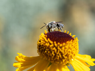 Close of on a leaf cutter bee collecting pollen from an yellow flower