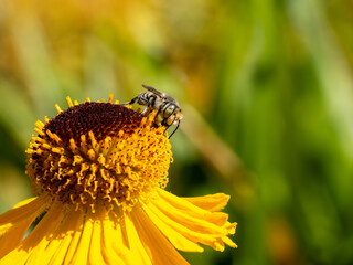 Close of on a leaf cutter bee collecting pollen from an yellow flower