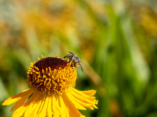Close of on a leaf cutter bee collecting pollen from an yellow flower