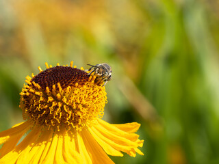 Close of on a leaf cutter bee collecting pollen from an yellow flower