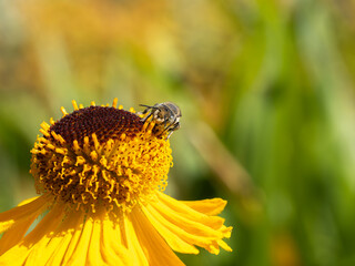 Close of on a leaf cutter bee collecting pollen from an yellow flower