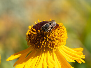 Close of on a leaf cutter bee collecting pollen from an yellow flower