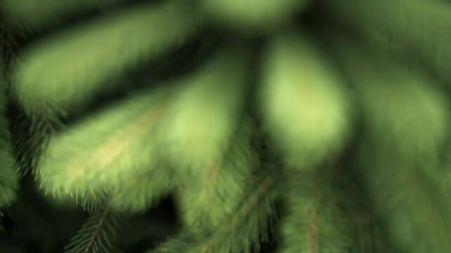Fresh green pine tree branches creating natural background