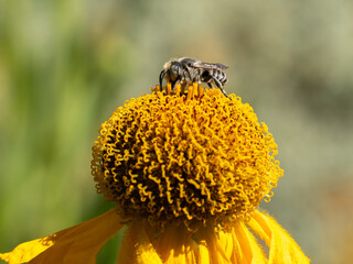 Close of on a leaf cutter bee collecting pollen from an yellow flower