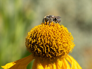Close of on a leaf cutter bee collecting pollen from an yellow flower