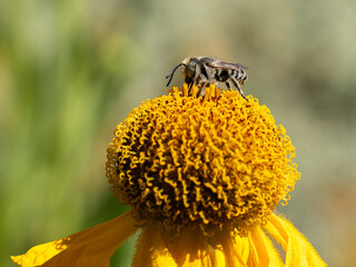 Close of on a leaf cutter bee collecting pollen from an yellow flower