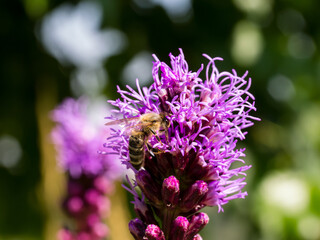 Close up of a resin giant bee collecting nectar from a dense blazing star flower