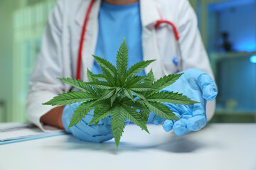 A healthcare professional is showcasing a healthy cannabis plant, widely highlighting its significant medicinal uses