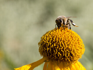Close of on a leaf cutter bee collecting pollen from an yellow flower