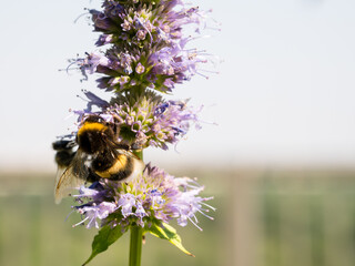 Close up of a bumblebee collecting polen from a catmint flower