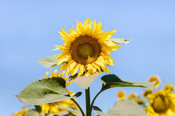 Close up of sunflower flower on field background. Oil production.