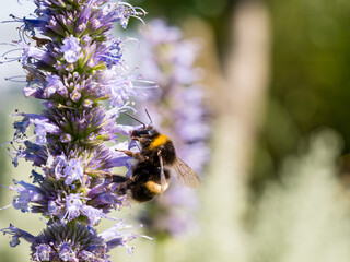 Close up of a bumblebee collecting polen from a catmint flower