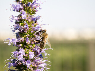 Honey bee collecting pollen from catmint
