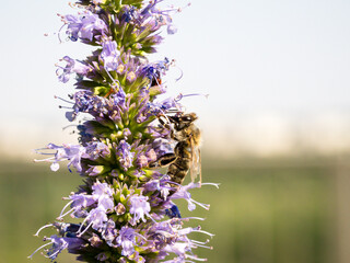 Honey bee collecting pollen from catmint