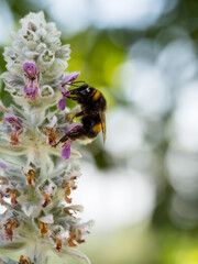 Close of on a Bumblebee collection pollen from an ear lamb plant
