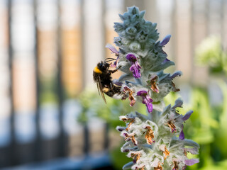 Close of on a Bumblebee collection pollen from an ear lamb plant