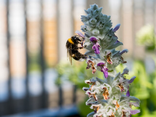 Close of on a Bumblebee collection pollen from an ear lamb plant