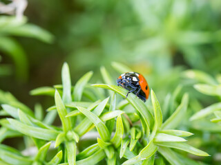 Close up of a lady bug on a leaf