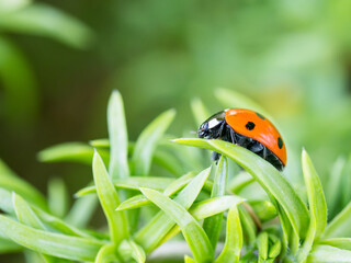 Close up of a lady bug on a leaf