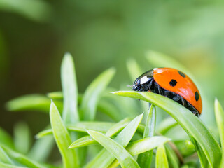 Close up of a lady bug on a leaf