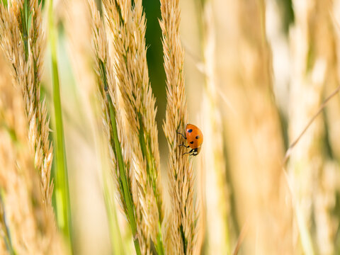 ladybug on green grass