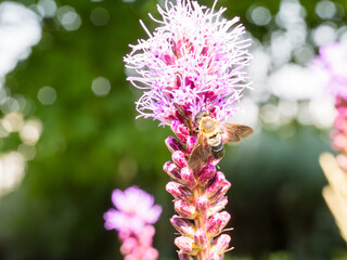 Close up of a resin giant bee collecting nectar from a dense blazing star flower