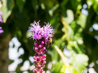 Close up of a resin giant bee collecting nectar from a dense blazing star flower