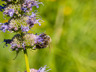 Honey bee collecting pollen from catmint