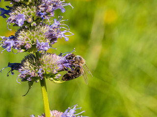 Honey bee collecting pollen from catmint