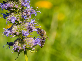 Honey bee collecting pollen from catmint