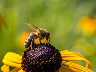 Close up of a honey bee collecting pollen from an yellow flower in summer time