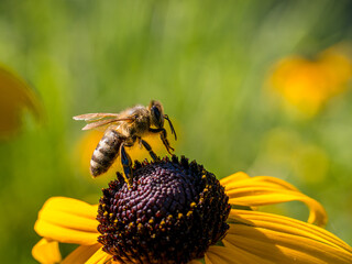 Close up of a honey bee collecting pollen from an yellow flower in summer time
