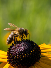 Close up of a honey bee collecting pollen from an yellow flower in summer time