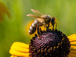 Close up of a honey bee collecting pollen from an yellow flower in summer time