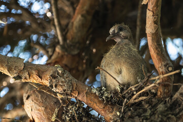 Fledgling turtle dove in nest. Close-up