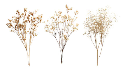 Obraz premium Dried flax flowers linseed boxes on white background