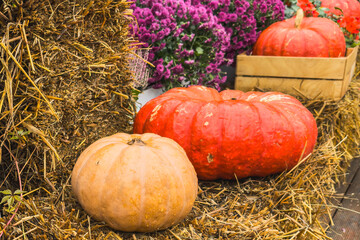 Autumn composition with pumpkins and chrysanthemums on straw bales. Thanksgiving celebration...