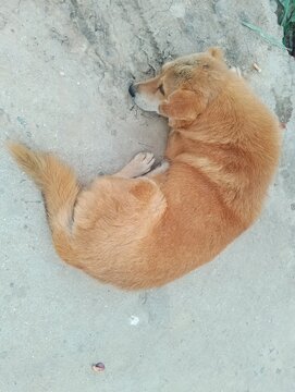 A dog sleeping in the ground