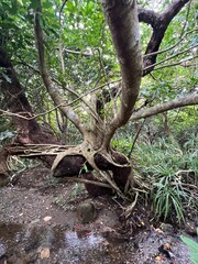 old tree trunk