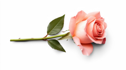 Pink Rose with Green Leaves on Transparent Background