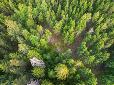 Top-down drone shot of a boreal forest in Estonia showing a clearing from logging. Forestry and environmental concept. - Powered by Adobe
