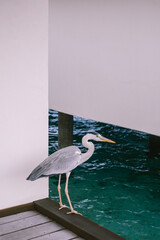 A majestic white heron stands tall on a tropical bungalow deck, gazing out at the emerald ocean...