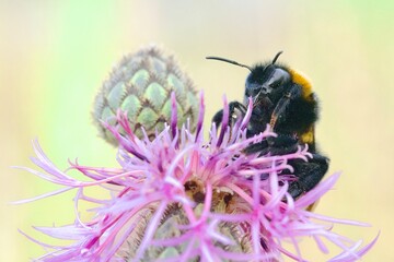 bumblebee