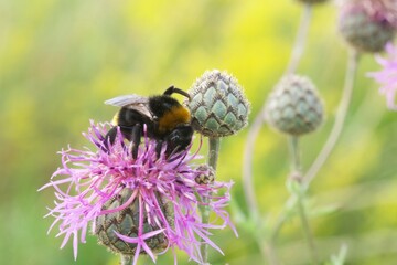 bumblebee on a flower