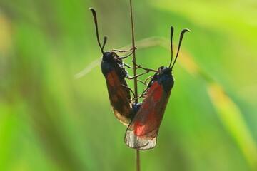 butterfly on a leaf