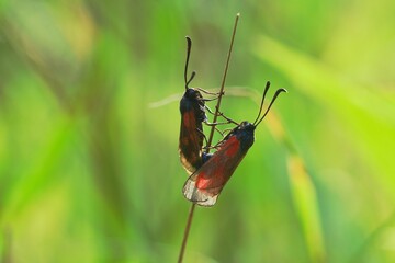 butterfly on a green leaf